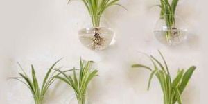 Wall Hanging Glass Vase