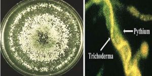 Tricox Eco Friendly Plant Protector