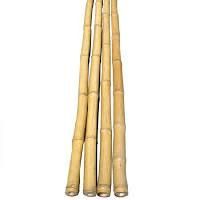 Dry Bamboo Sticks