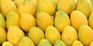 Fresh Badami Mango