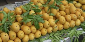 Fresh Benishan Mango