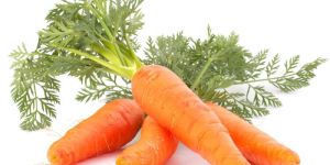 Fresh Carrot