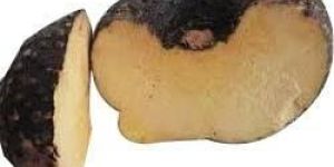 Elephant Foot Yam