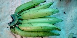 Fresh Green Nendran Banana