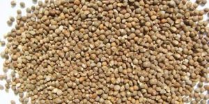Barnyard Millet Seeds