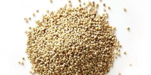 Sorghum Seeds