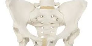 Pelvis Model