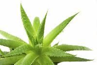 Aloe Vera Leaf