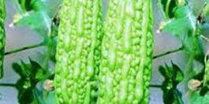 Fresh Bitter Gourd