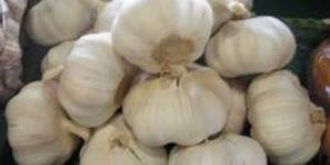Garlic