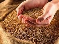 Durum Wheat