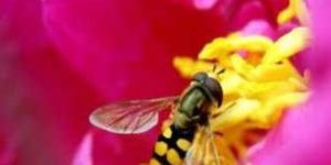 Multi-Flora Himalayan Honey