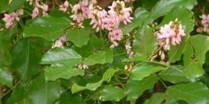 Pongamia Pinnata Honey