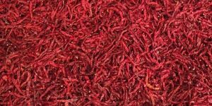 Dry Red Chilli