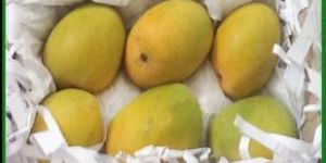 Alphanso Mangoes
