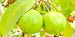 Guava
