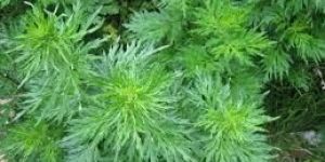 Davana Oil