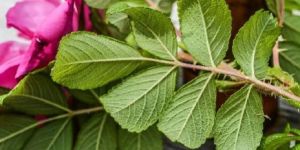 Mentha Arvensis Oil