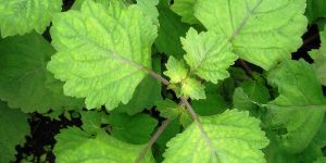 Patchouli Oil