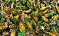 Green Mussels