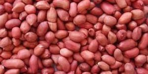 Peanut Kernels
