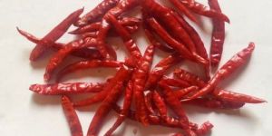 S-273 Dried Red Chilli