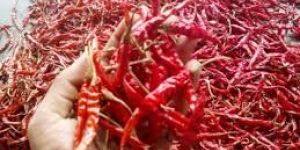 Teja Dried Red Chilli