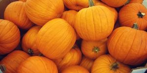 Fresh Pumpkin
