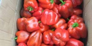 Red Capsicum
