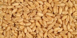 Wheat Grain