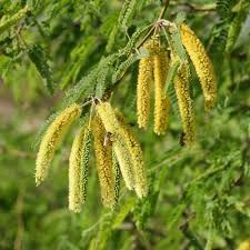 Prosopis Juliflora