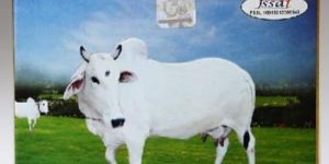 Patanjali Pure Desi Cow Ghee