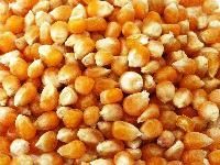 Corn Kernels