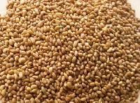 Alfalfa Seed