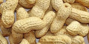 Shelled Groundnuts