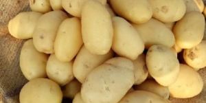 Seed Potatoes Pukhraj
