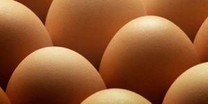 Broiler Hatching Eggs