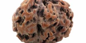 Rudraksha Stone