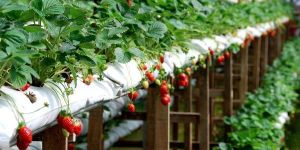 Coco Bloom Grow Bag Slabs