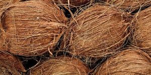 Coconut
