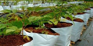 Coir Grow Bags