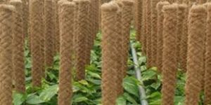 Coir Pole