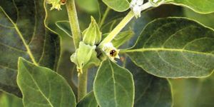 Ashwagandha Plant