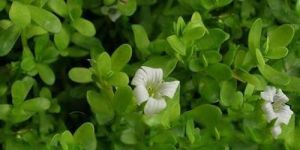 Brahmi Plant