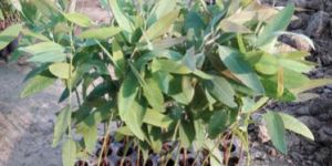 Eucalyptus Plant