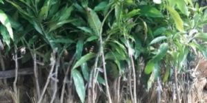 Mango Plant