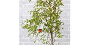 Pomegranate Plant