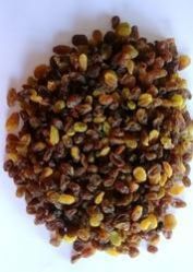 Malayar Raisins
