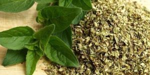 Oregano Leaves