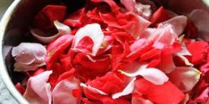 Fresh Rose Rose Petals